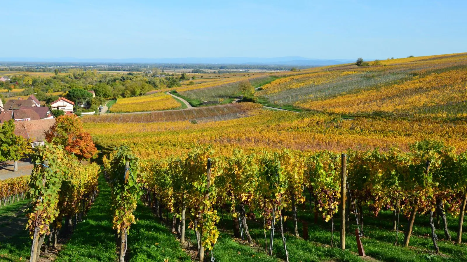 Bourgogne-jaargangen 2015-2024: welk jaar koop je nu?